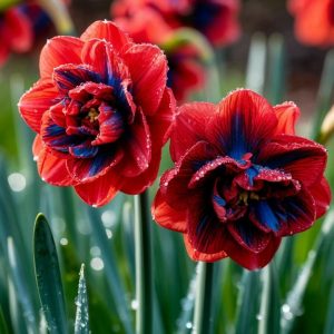 Нарцисс Эрличе купить по цене от 386р. в интернет-магазине «Посадика» с доставкой почтой в в Болхове и по всей России – [изображение №1].