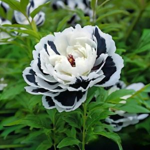 Пион Монохромный Шик купить по цене от 429р. в интернет-магазине «Посадика» с доставкой почтой в в Болхове и по всей России – [изображение №1].