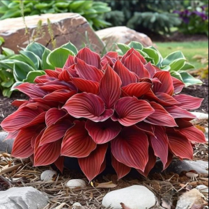 Хоста Рэд Эйнджл купить по цене от 549р. в интернет-магазине «Посадика» с доставкой почтой в в Болхове и по всей России – [изображение №1].