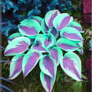 Хоста Висперин Бьюти купить по цене от 379р. в интернет-магазине «Посадика» с доставкой почтой в в Болхове и по всей России – [изображение №1].