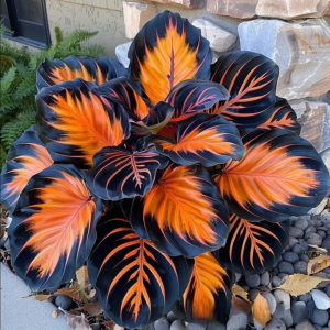 Хоста Сикрет Форест купить по цене от 601р. в интернет-магазине «Посадика» с доставкой почтой в в Болхове и по всей России – [изображение №1].