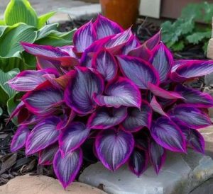 Хоста Сикрет Гарденс купить по цене от 549р. в интернет-магазине «Посадика» с доставкой почтой в в Болхове и по всей России – [изображение №1].