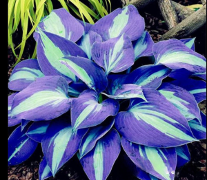 Хоста Аурелия купить по цене от 450р. в интернет-магазине «Посадика» с доставкой почтой в в Болхове и по всей России – [изображение №1].