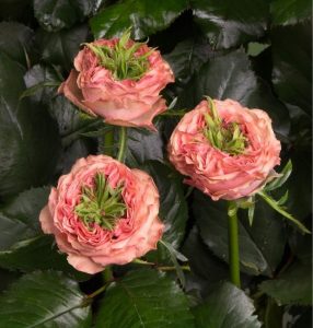 Роза Амбер Инчант купить по цене от 495р. в интернет-магазине «Посадика» с доставкой почтой в в Болхове и по всей России – [изображение №1].