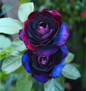 Роза Скарлет Рэвери купить по цене от 489р. в интернет-магазине «Посадика» с доставкой почтой в в Болхове и по всей России – [изображение №1].