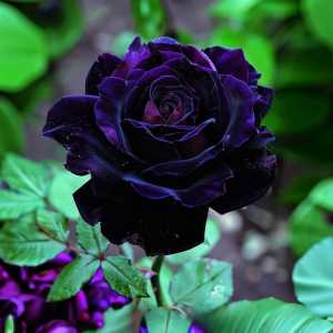 Роза Блэк Пантер купить по цене от 319р. в интернет-магазине «Посадика» с доставкой почтой в в Болхове и по всей России – [изображение №1].