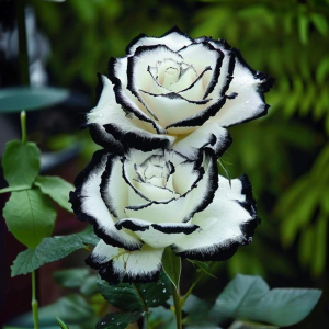 Роза Силк Ивин купить по цене от 319р. в интернет-магазине «Посадика» с доставкой почтой в в Болхове и по всей России – [изображение №1].