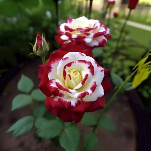 Роза Роял Глом купить по цене от 401р. в интернет-магазине «Посадика» с доставкой почтой в в Болхове и по всей России – [изображение №1].