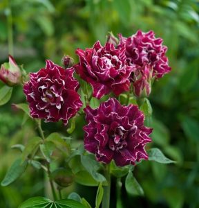 Роза Опаловый Пейзаж купить по цене от 490р. в интернет-магазине «Посадика» с доставкой почтой в в Болхове и по всей России – [изображение №1].