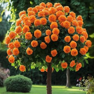 Роза Солнечный Шарм купить по цене от 349р. в интернет-магазине «Посадика» с доставкой почтой в в Болхове и по всей России – [изображение №1].