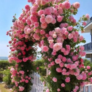 Роза Пастель Розе купить по цене от 605р. в интернет-магазине «Посадика» с доставкой почтой в в Болхове и по всей России – [изображение №1].