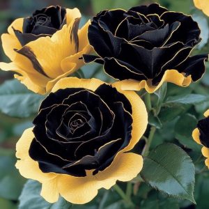 Роза Ханни Сикл купить по цене от 700р. в интернет-магазине «Посадика» с доставкой почтой в в Болхове и по всей России – [изображение №1].