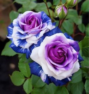 Роза Айвори Каскад купить по цене от 420р. в интернет-магазине «Посадика» с доставкой почтой в в Болхове и по всей России – [изображение №1].