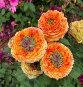 Роза Золотой Мираж купить по цене от 420р. в интернет-магазине «Посадика» с доставкой почтой в в Болхове и по всей России – [изображение №1].