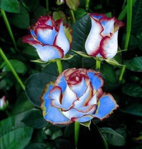 Роза Сафайер Пэтл купить по цене от 450р. в интернет-магазине «Посадика» с доставкой почтой в в Болхове и по всей России – [изображение №1].