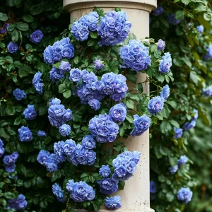 Роза плетистая Блю Перпл купить по цене от 540р. в интернет-магазине «Посадика» с доставкой почтой в в Болхове и по всей России – [изображение №1].